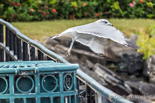 Gull Taking Flight_DSCF4697.jpg